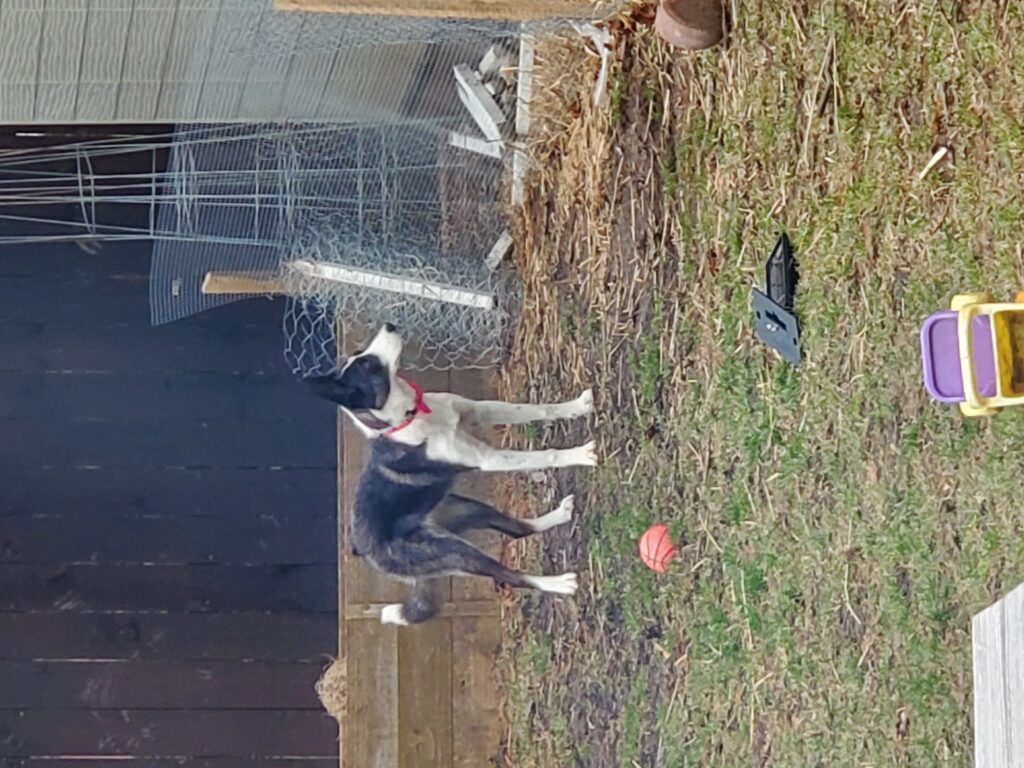 Delilah in a pink bow tie wondering if she'd like to jump a 36 inch fence and get muddy, or if she'd like to be a good girl. 