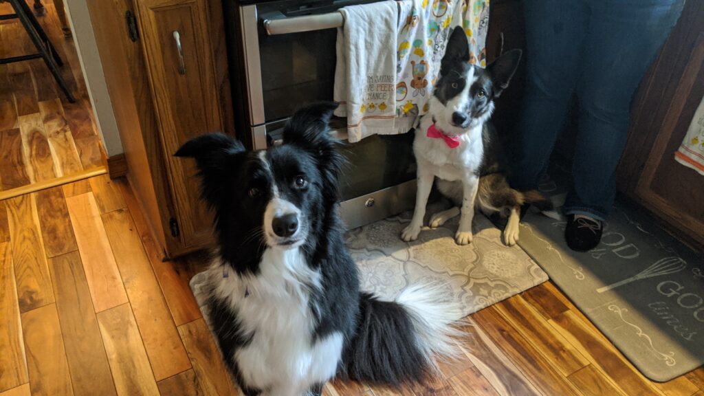 Samson and Delilah in bow ties, questioning our dinner arrangements. 