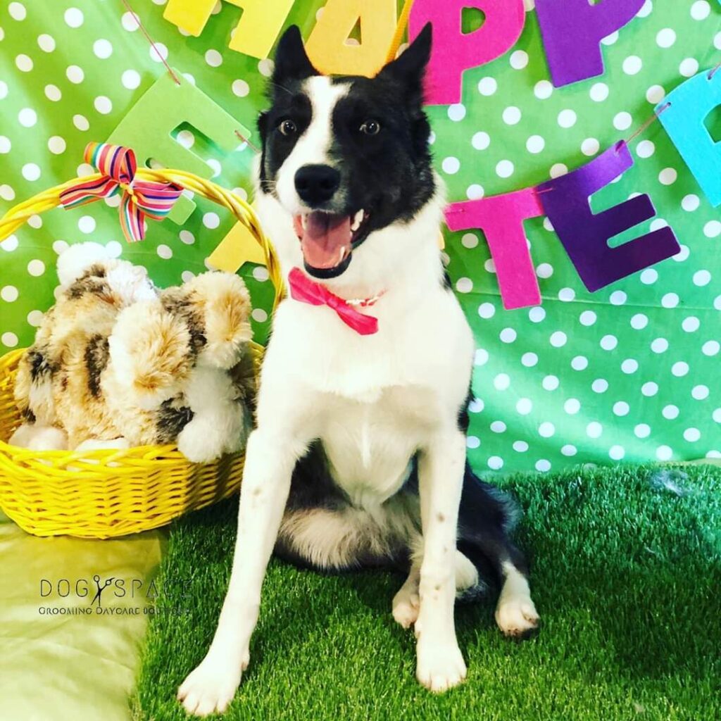 Delilah in a pink bow tie in an easter background